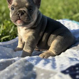 French Bulldog Puppies from Cassie’s Frenchie Palace