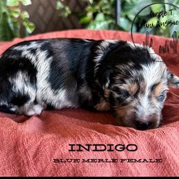 Indigo - Blue merle female Miniature Australian Shepherd puppy in Apache Junction, Arizona from Circle T Mini Aussies