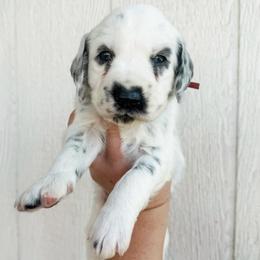 Philodendron- LUA long coat - White and black male Dalmatian puppy in Jefferson, Georgia from Spotted Jewels Dalmatians