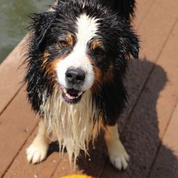Australian Shepherds and Miniature American Shepherds from Green Valley Aussies