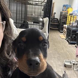 Girl 9 - Black and rust female Doberman Pinscher puppy in Elgin, Texas from New Horizons Kennels