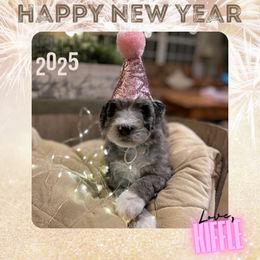 Kiffle - Bernedoodle puppy from Deutsch Hund Haus