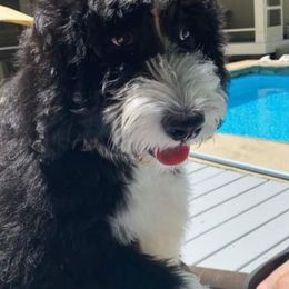 Bernedoodles and Goldendoodles from Shari's TN Doodles & More