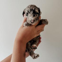 Fletch - Merle male Sheepadoodle puppy in Wabash, Indiana from DOODCompany