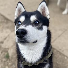 Siberian Huskies from Blood Eagle Kennels