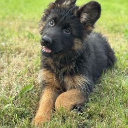 German Shepherd Puppies from Vom Schön Traumhund