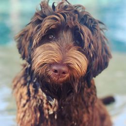 Baron - Australian Labradoodle