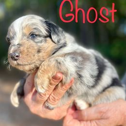 Ghost - Blue merle male Australian Shepherd puppy in Tallapoosa, Georgia from Foxhaven Farms Aussies
