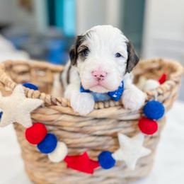 Snoopy - Blue merle male Bernedoodle puppy in Sulphur, Louisiana from Curly Q’s Of Carlyss
