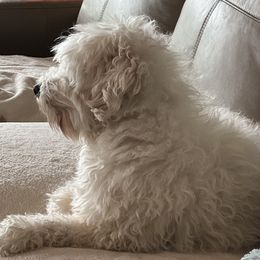 Norman - Coton de Tulear