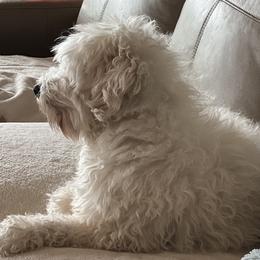 Norman - Coton de Tulear