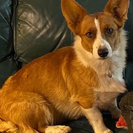 Dixie - Cardigan Welsh Corgi