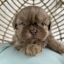 Emma - Lilac female Shih Tzu puppy in Trinity, North Carolina from Trinity Shih Tzu