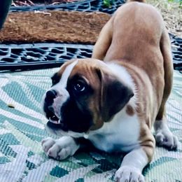 Charlie - Fawn male Boxer puppy in Longwood, Florida from Boxer Puppies