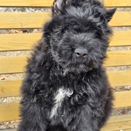 AKC Mavrick - Black male Bouvier des Flandres puppy in Marionville, Missouri from Sandbox Puppies