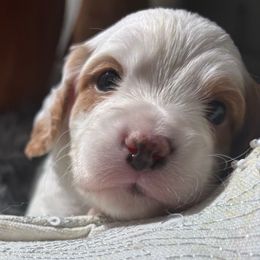 Yetti - Blenheim male Cavapoo puppy in Tucson, Arizona from Cavapoo Puppy Parade