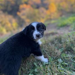 BBM - green collar - Black & white male Miniature Australian Shepherd puppy in Stuart, Virginia from Apple Tree Mini Aussies