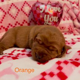 Orange - Yellow male Labrador Retriever puppy in Muskegon, Michigan from Red Acres Working Line K9s
