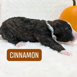 Cinnamon - Tri-color female Bernedoodle puppy in Harpers Ferry, West Virginia from Harpers Ferry Doodles