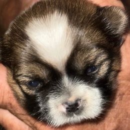 Shih Tzus and Shorkies from Treasa's Pups