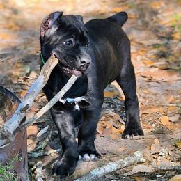 Green Boy - Black male Cane Corso puppy in Ocala, Florida from Worldwide Kennels