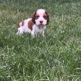 Cooper - Liver white and tan male English Springer Spaniel puppy in Coeur D'alene, Idaho from Springer Hollow