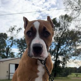 GREEN COLLAR - Fawn sable American Bully puppy in Texas from TEXAS BULLY FAMILY