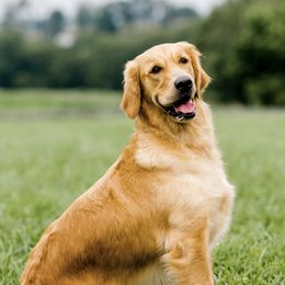 Honey - Golden Retriever