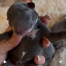 Sugar - Blue female Italian Greyhound puppy in Southwest Florida, Florida from Woofford Italian Greyhounds