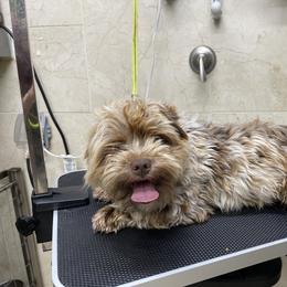 Henley - Yorkshire Terrier