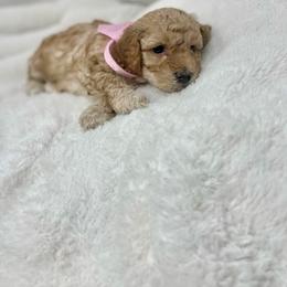 Maltipoo Puppies from Piper N Penny