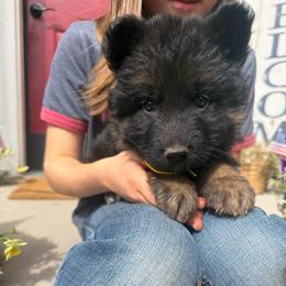 Rush- Yellow collar - Black and red male German Shepherd puppy in Ronan, Montana from Semper Fi K9 Montana
