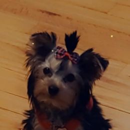 Yorkshire Terriers from Sheena Reid's Small Breeds