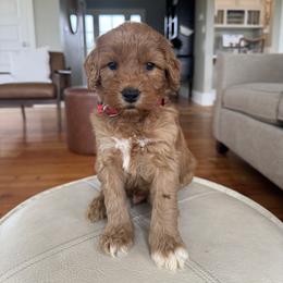 Red - Red male Australian Labradoodle puppy in Ferndale, Washington from Annie's Doodles