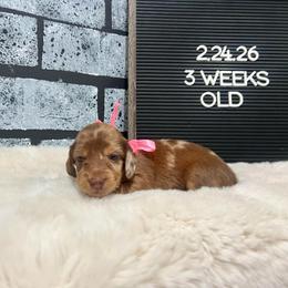Bo Peep - Dapple female Dachshund puppy in Goodyear, Arizona from AZ Low Life Doxies
