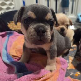 Leo - Tricolors male French Bulldog puppy in Windsor, Colorado from NOCO French Bulldogs