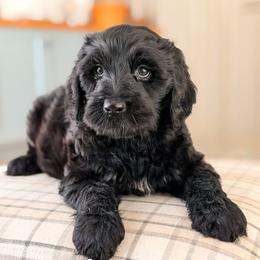 Champ - Black male Goldendoodle puppy in Hartwell, Georgia from BellaDoodles