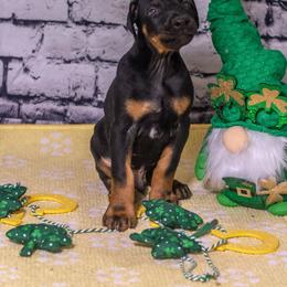 Green Boy - Black and rust male Doberman Pinscher puppy in Shelby, North Carolina from IronBee Dobermans