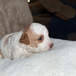 AKC Honey - Female - Clear - Parti female Poodle puppy in Tampa, Florida from The Sweet Life of a Toy Poodle