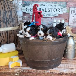 Bernedoodle Puppies from M2 Bernedoodles