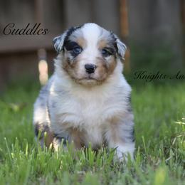 Cuddles - Blue merle male Australian Shepherd puppy in Ceres, California from Knight's Aussies