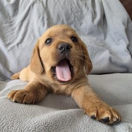 Daisy-Grey - Cafe female Labradoodle puppy in Commerce City, Colorado from Playful Paws Labradoodles