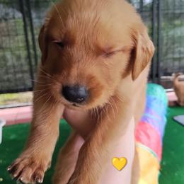 Yellow - Dark golden female Golden Retriever puppy in Davisboro, Georgia from Ginger Snap Golden Retrievers