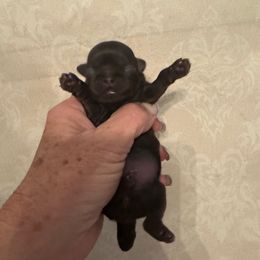 Clairee - Liver female Shih Tzu puppy in Beatrice, Nebraska from I Shih Tzu Not Puppies