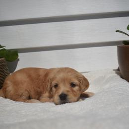 Female 3 - Red  female Goldendoodle puppy in Angola, Indiana from Classic City Doodles