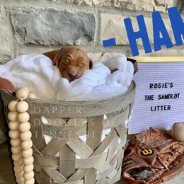 Goldendoodle Puppies from Dapper Doodles of Tennessee