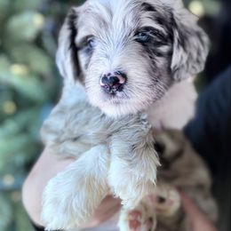 Girl merle - Blue merle female Aussiedoodle puppy in Yucaipa, California from Amazing Aussiedoodle and Double Doodles