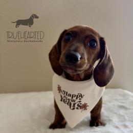 Nicole - Brindle female Dachshund puppy in Royse City, Texas from Truehearted Miniature Dachshunds