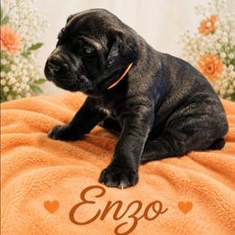 Enzo - Black male Cane Corso puppy in El Paso, Texas from PaPaws Gotta Love It Kennels