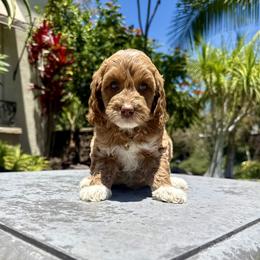 Girl 3 - Apricot female Goldendoodle puppy in San Diego, California from Goldendoodles & Poodles of San Diego